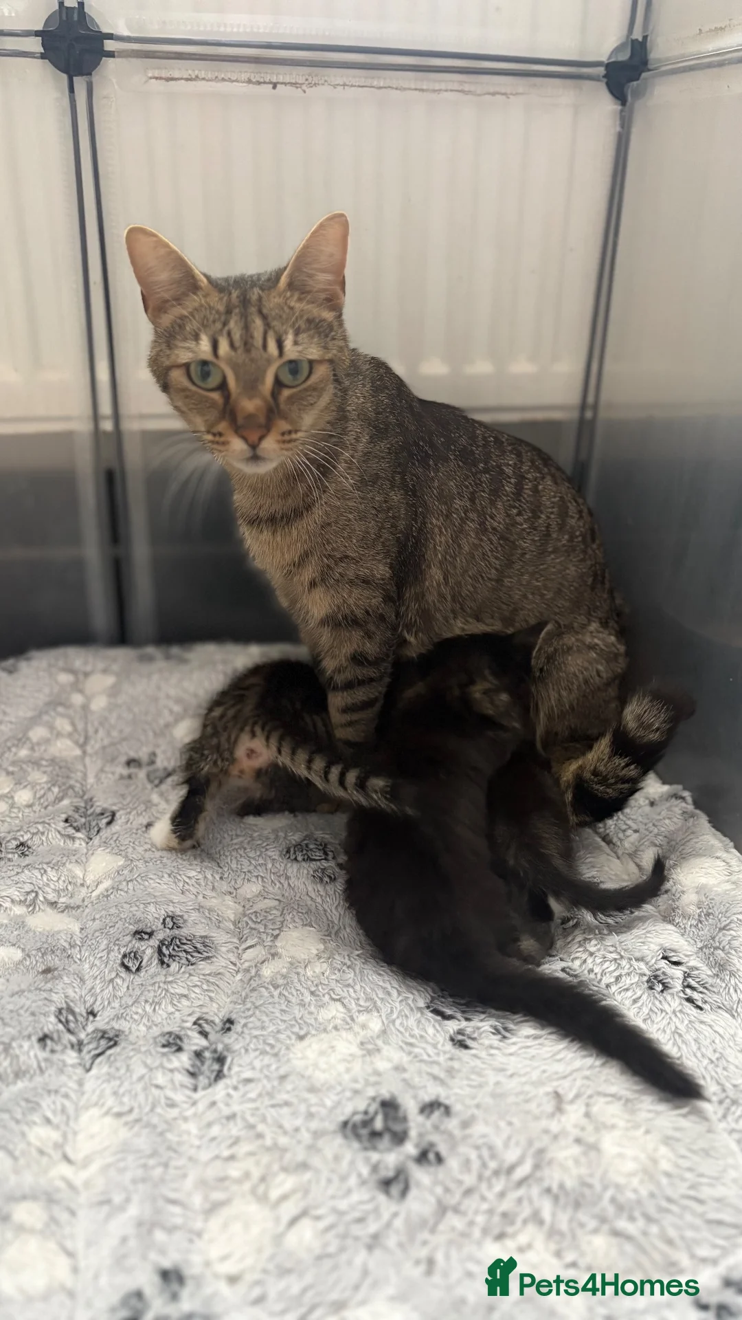 Mixed Breed cats for sale: Kittens mum is half Maine coon - Advert 11