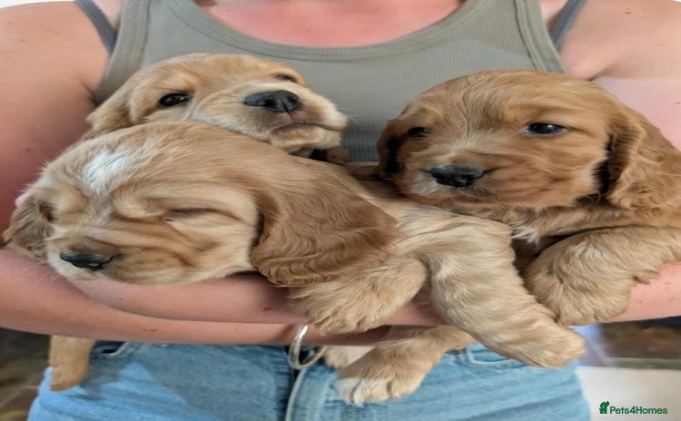 Cocker Spaniel dogs - Advert 1