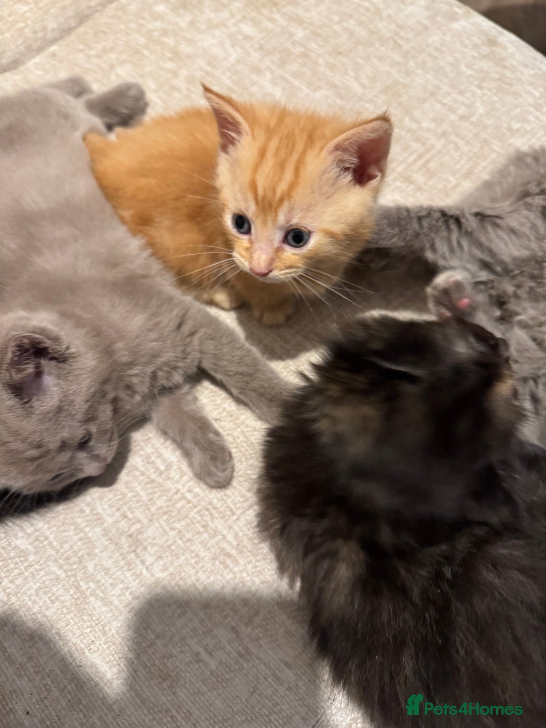 Munchkin cats for sale: stunning standard munchkins - Advert 18