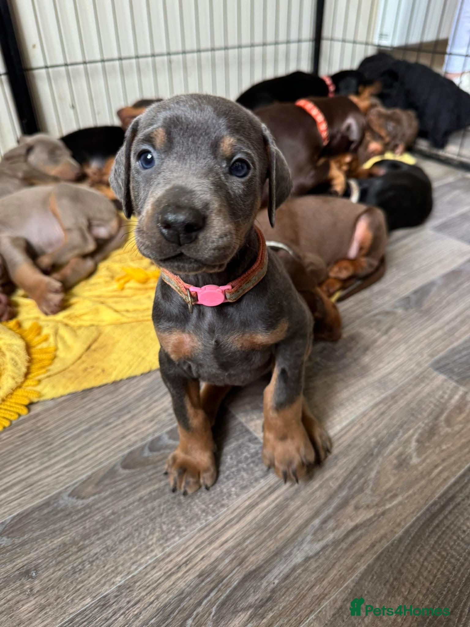 Dobermann dogs Kc reg health tested Doberman’s price dropped - Advert 15