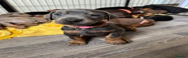 Dobermann Puppy 4