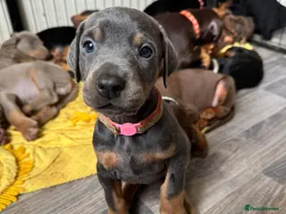 Dobermann dogs Kc reg health tested Doberman’s price dropped - Advert 5