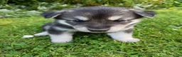 Northern Inuit dogs for sale: Northern Inuit puppies  in Inverness - Advert 10