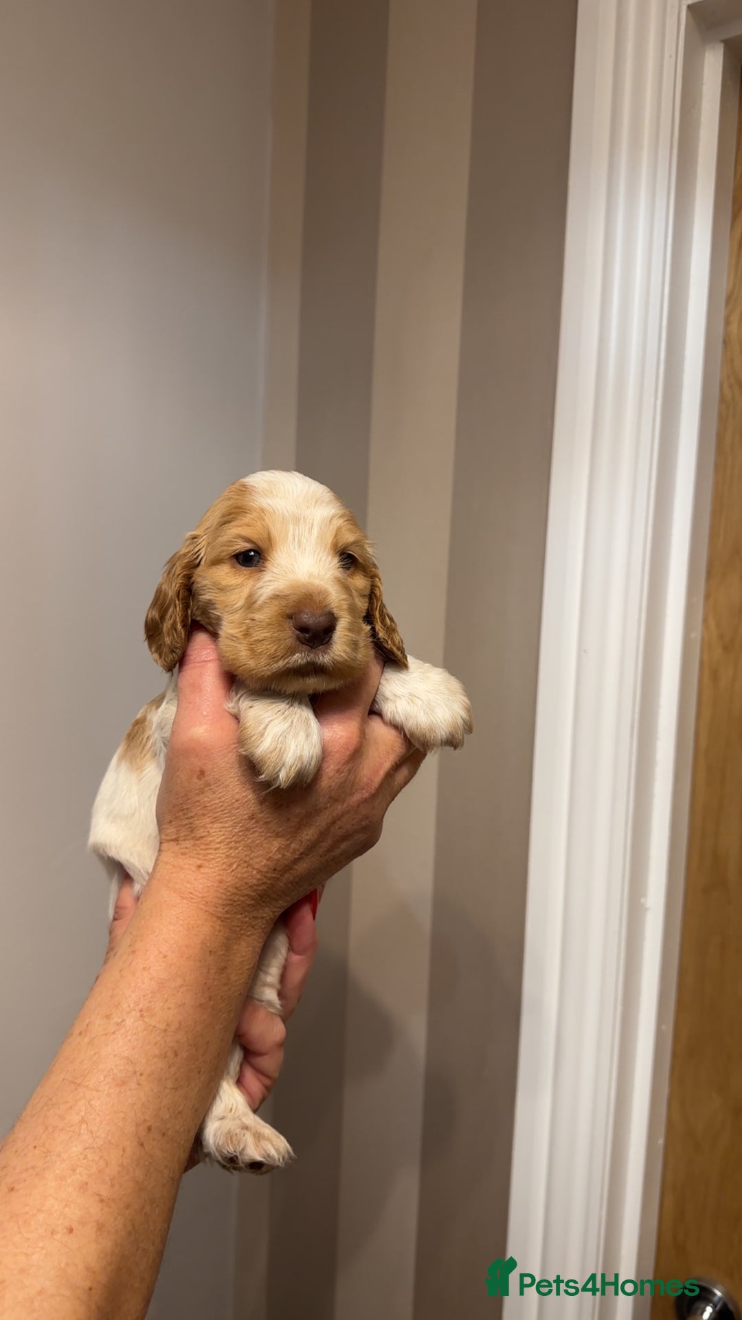Cocker Spaniel dogs for sale: English show cocker spaniels  - Image 5