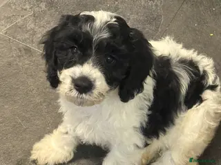 Mixed Breed dogs 🐾 READY NOW - Cavapoochon Puppies 🐾 - Advert 17