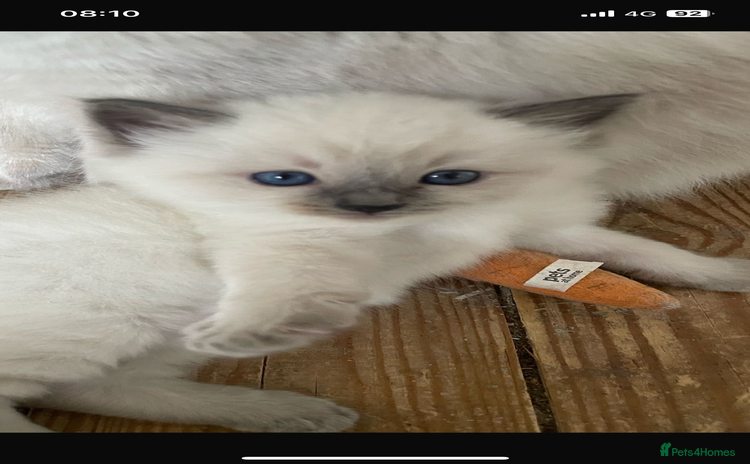 Ragdoll cats - Advert 9