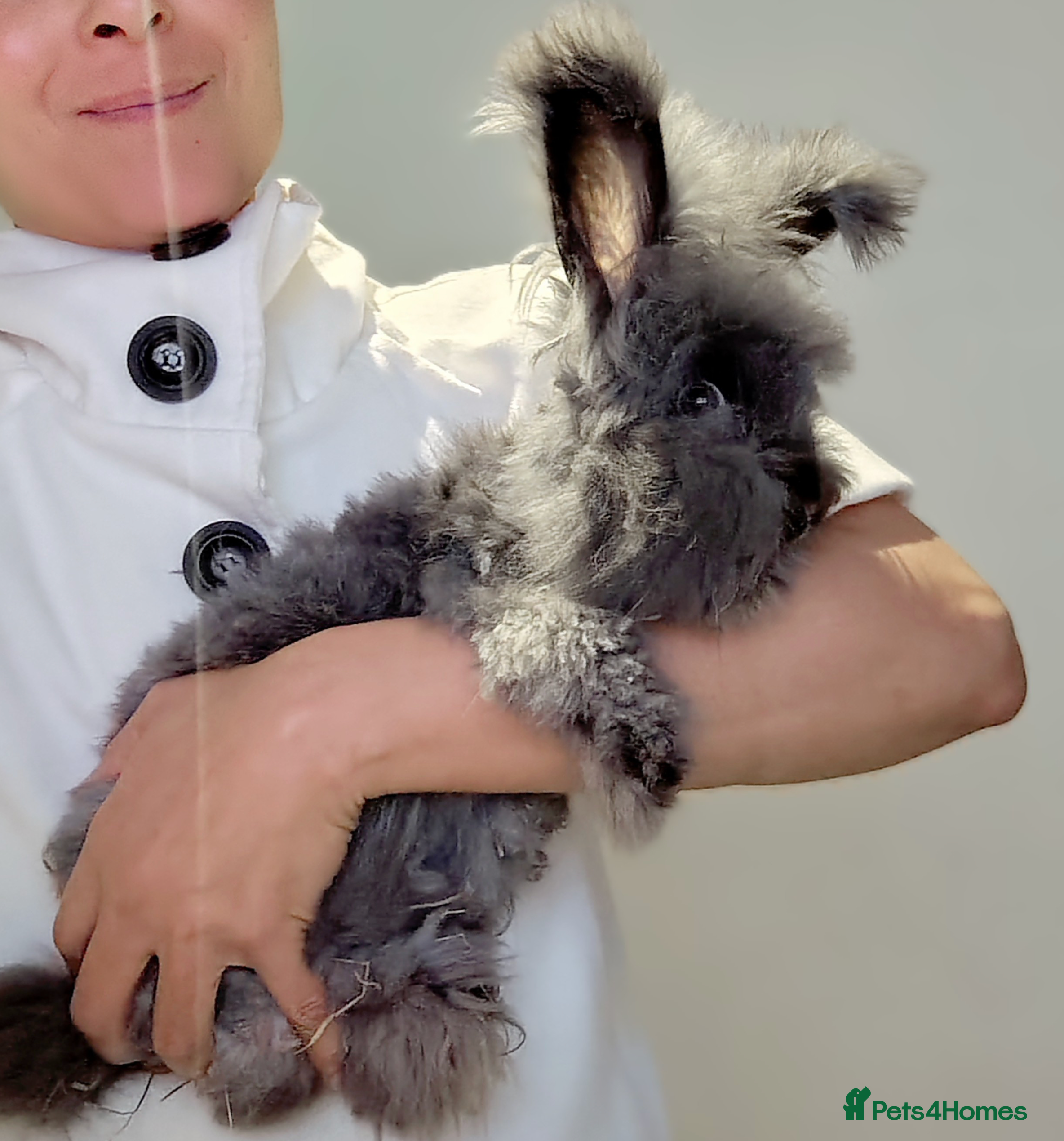 Angora rabbits Adorable Purebred Angora Rabbits💙 - Advert 9