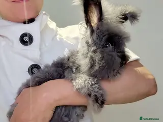 Angora rabbits Adorable Purebred Angora Rabbits💙 - Advert 7