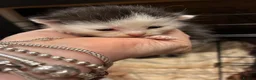 Mixed Breed cats for sale: British shorthair x Bengal kittens in Tamworth - Advert 6
