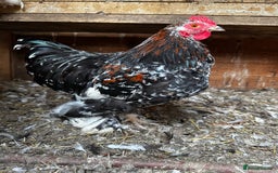 Chickens poultry for sale: Hybrid pekin bantams hatched from June 2025  - Image 11