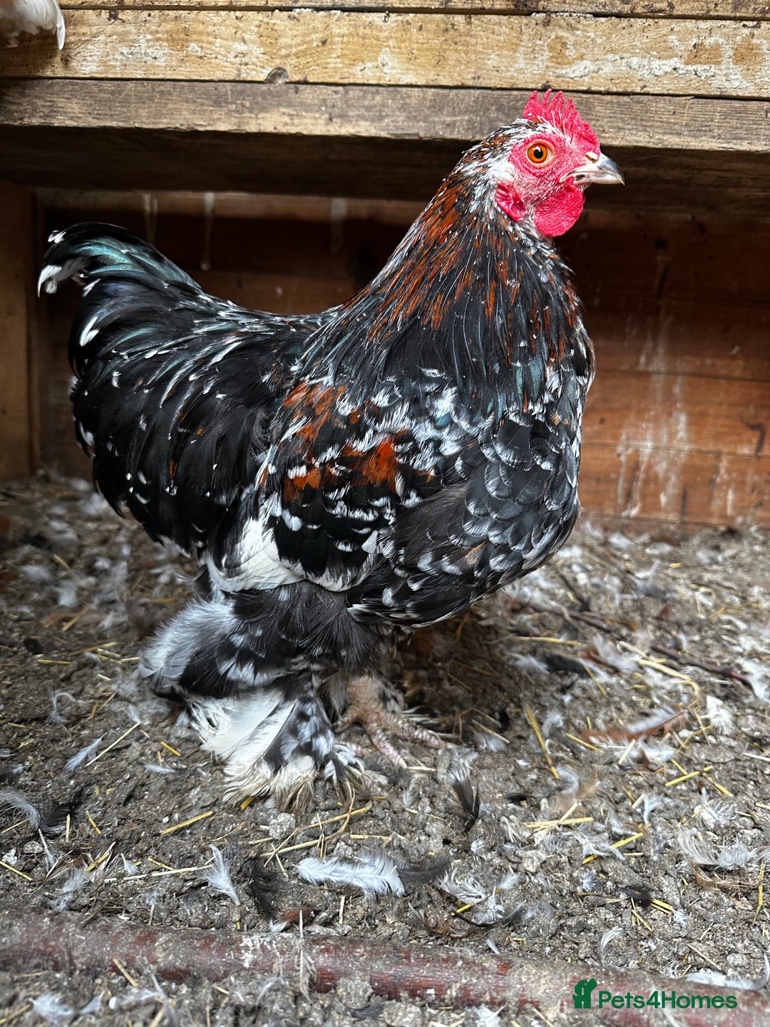 Chickens poultry for sale: Hybrid pekin bantams hatched from June 2025  - Image 11