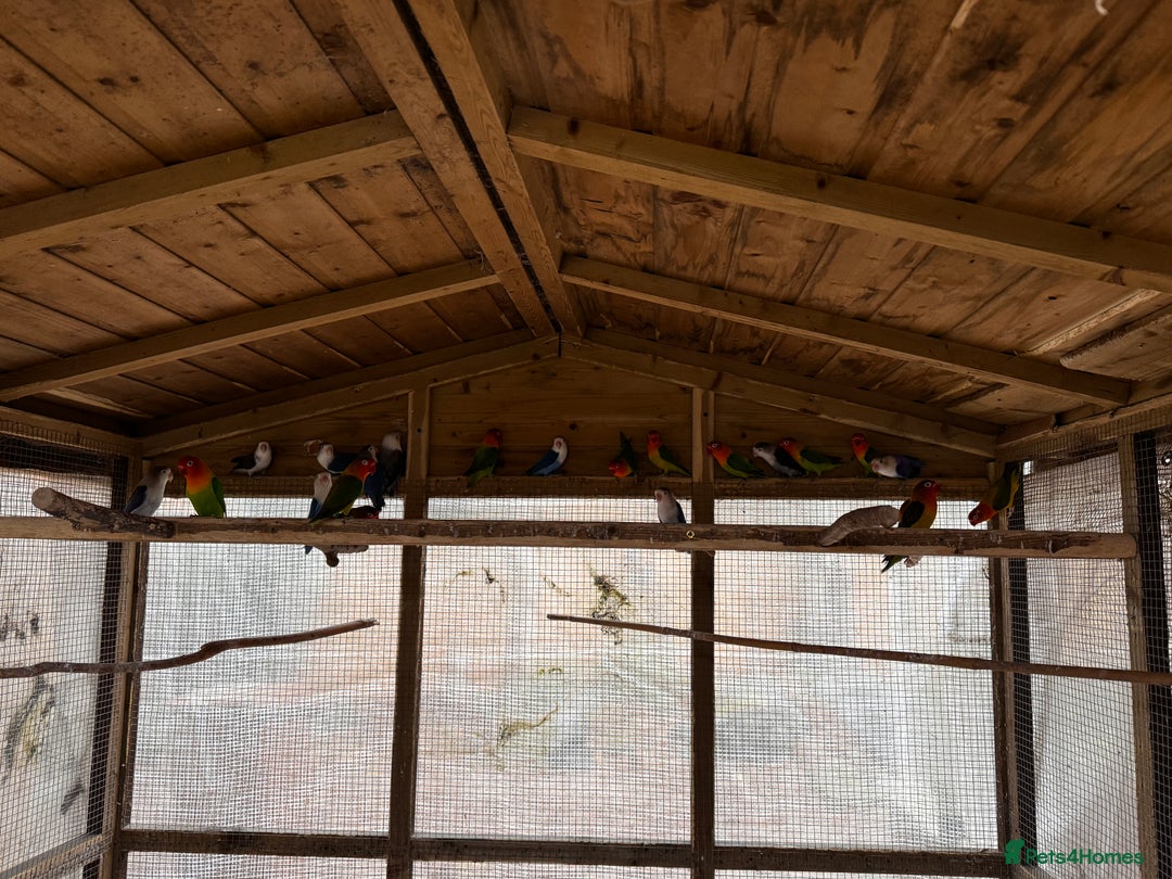 Lovebirds birds for sale: Lovebirds for sale - Advert 14