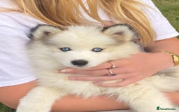 Pomsky dogs for stud: Stunning Pomsky F3 available for stud - Image 1