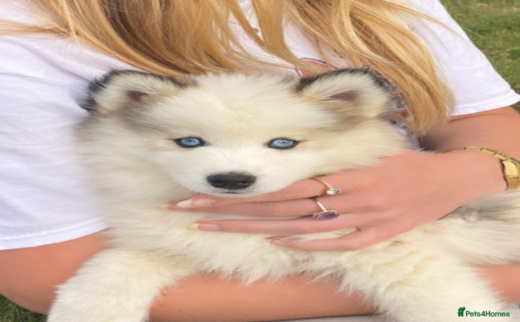 Pomsky dogs - Advert 1