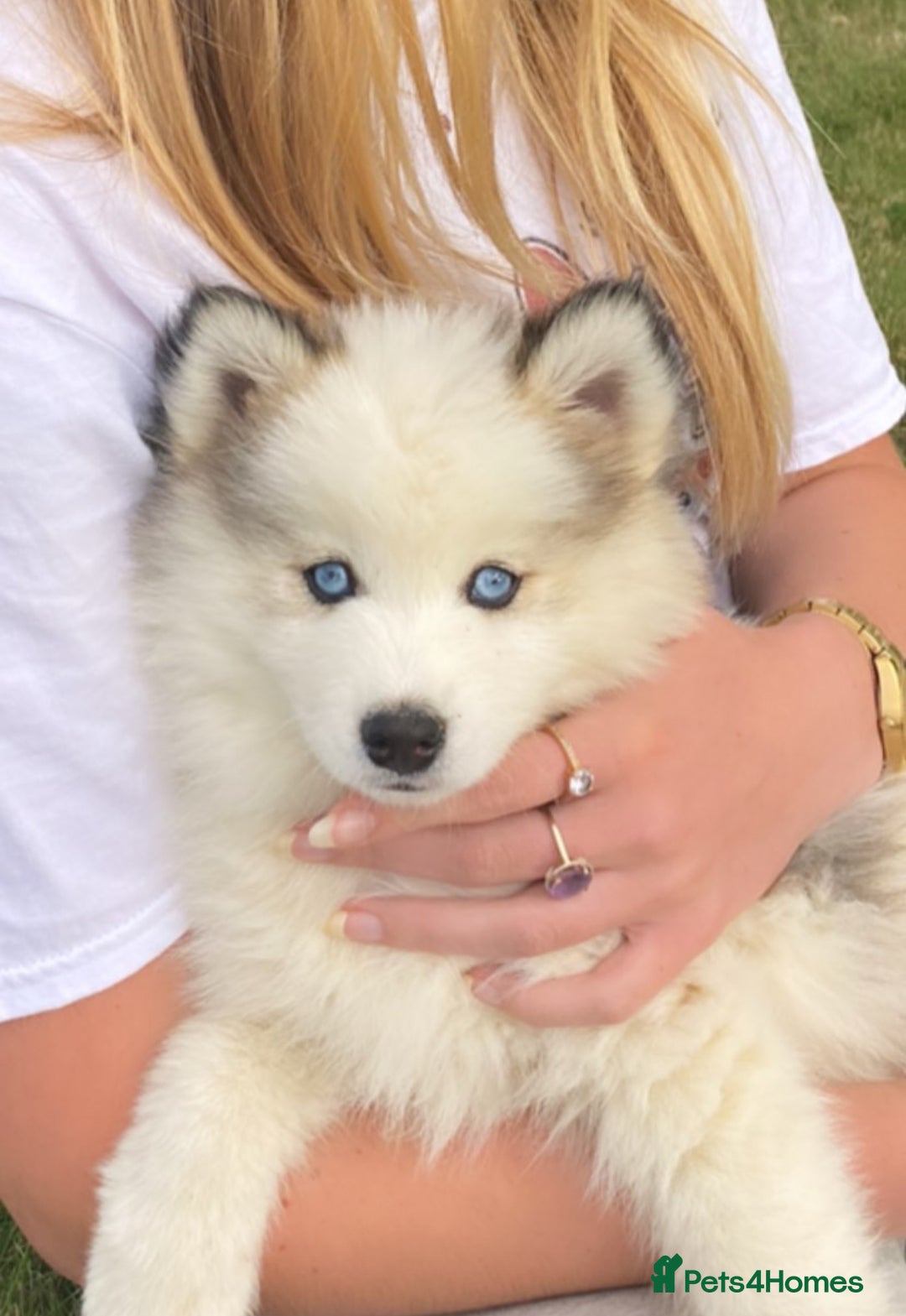 Pomsky dogs for stud: Stunning Pomsky F3 available for stud - Image 1