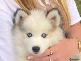 Pomsky dogs - Advert 5