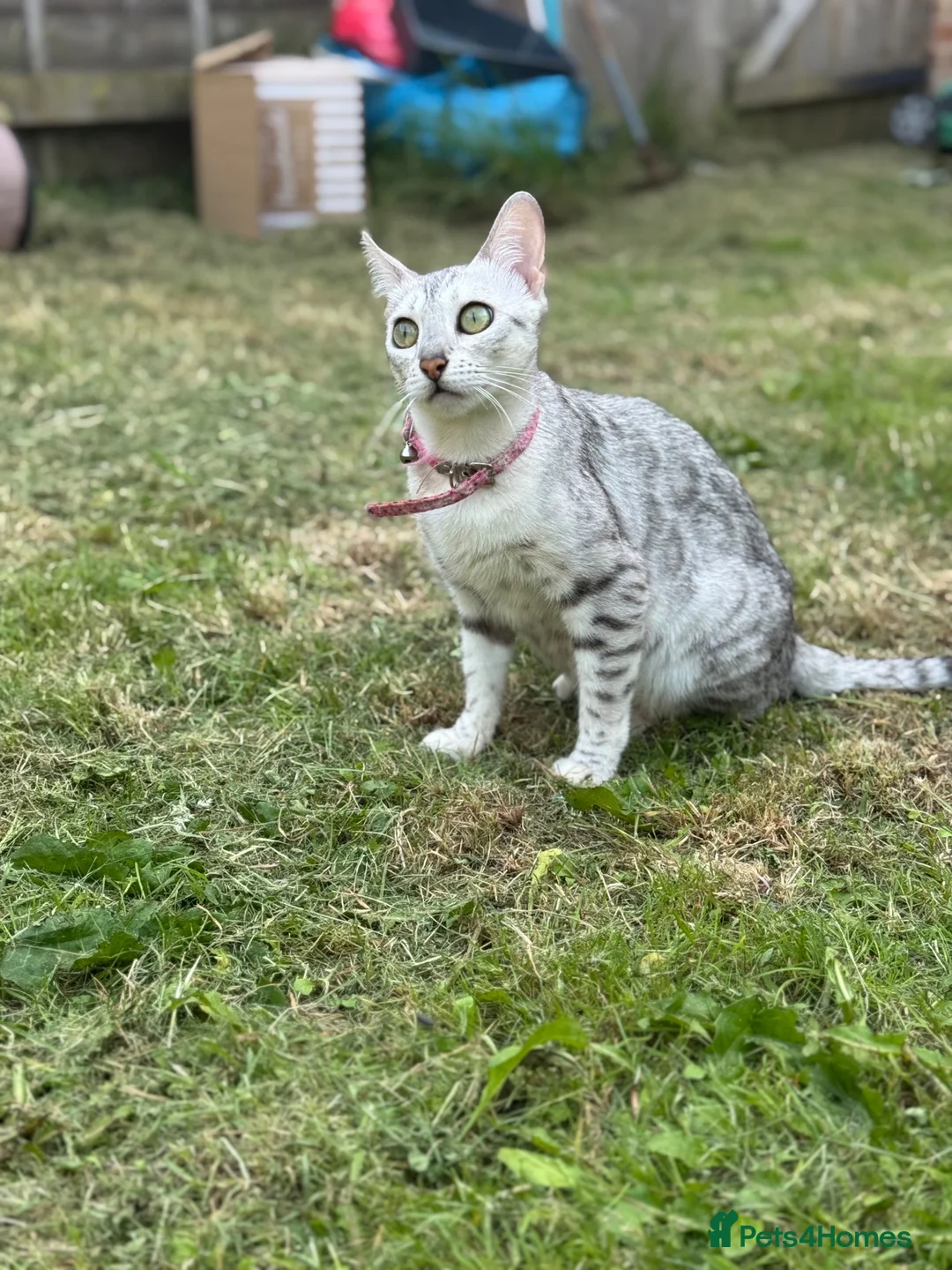 Bengal cats for sale: 🩶 Silver pure bengal kittens 🩶 - Advert 11