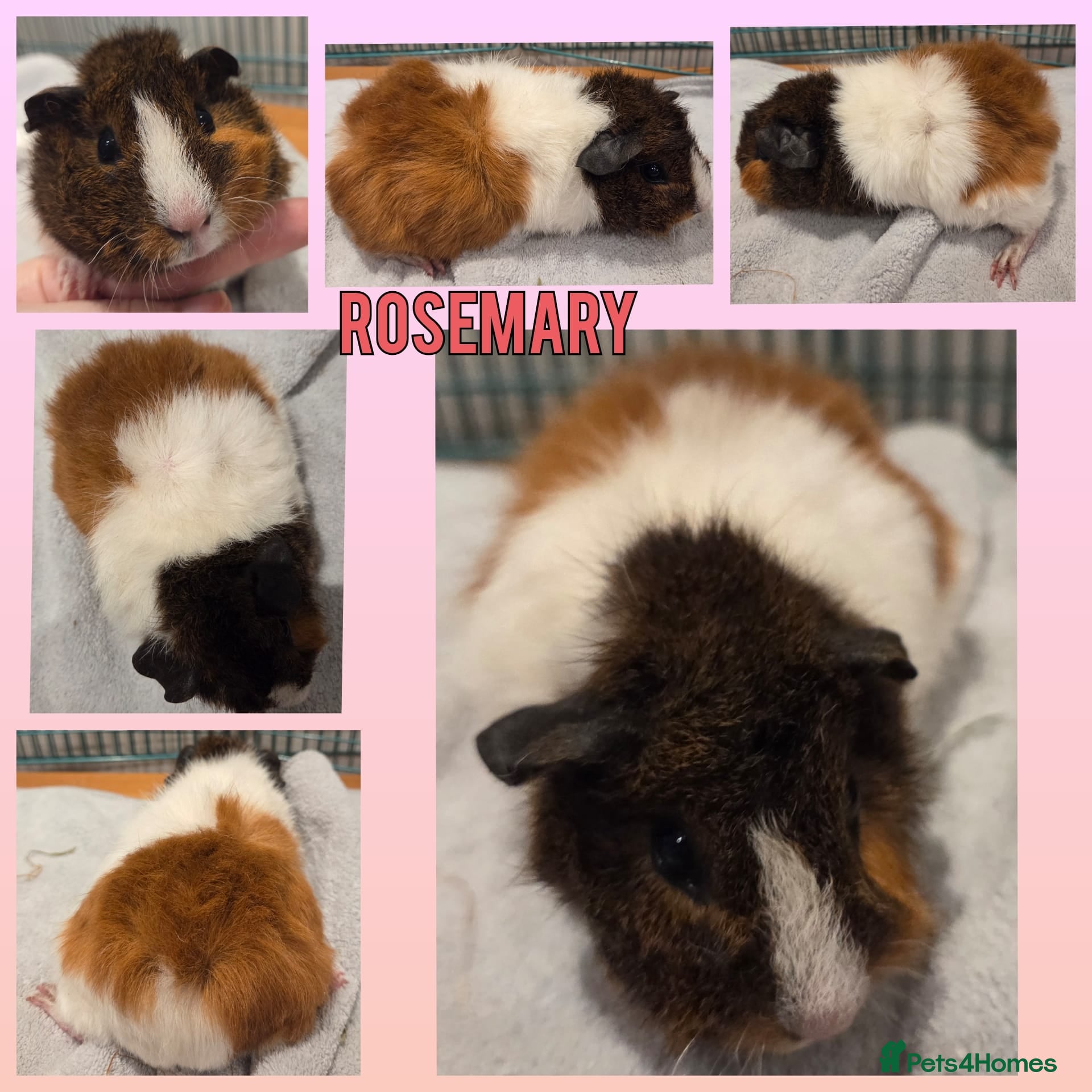 Guinea Pig rodents Gorgeous Baby Girl Guinea Pigs - Advert 9