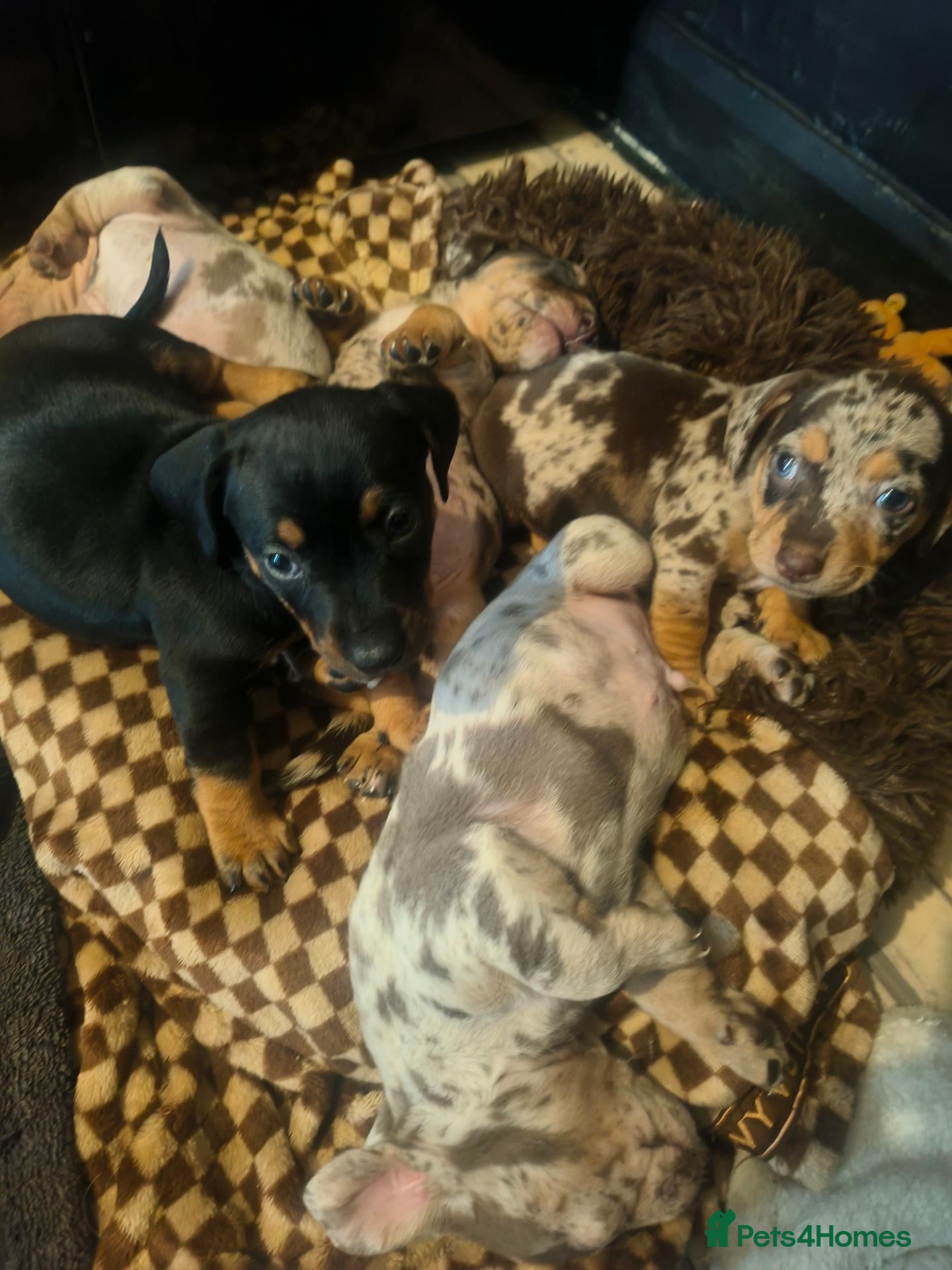 Mixed Breed dogs Beautiful Stashhounds  - Advert 2