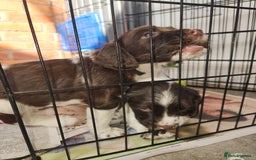 English Springer Spaniel dogs for sale: KC Registered ESS Pups *WELL MARKED* - Image 16