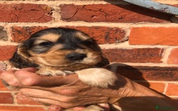 Cocker Spaniel dogs for sale: Pure beautiful show cocker spaniel puppies  - Image 23