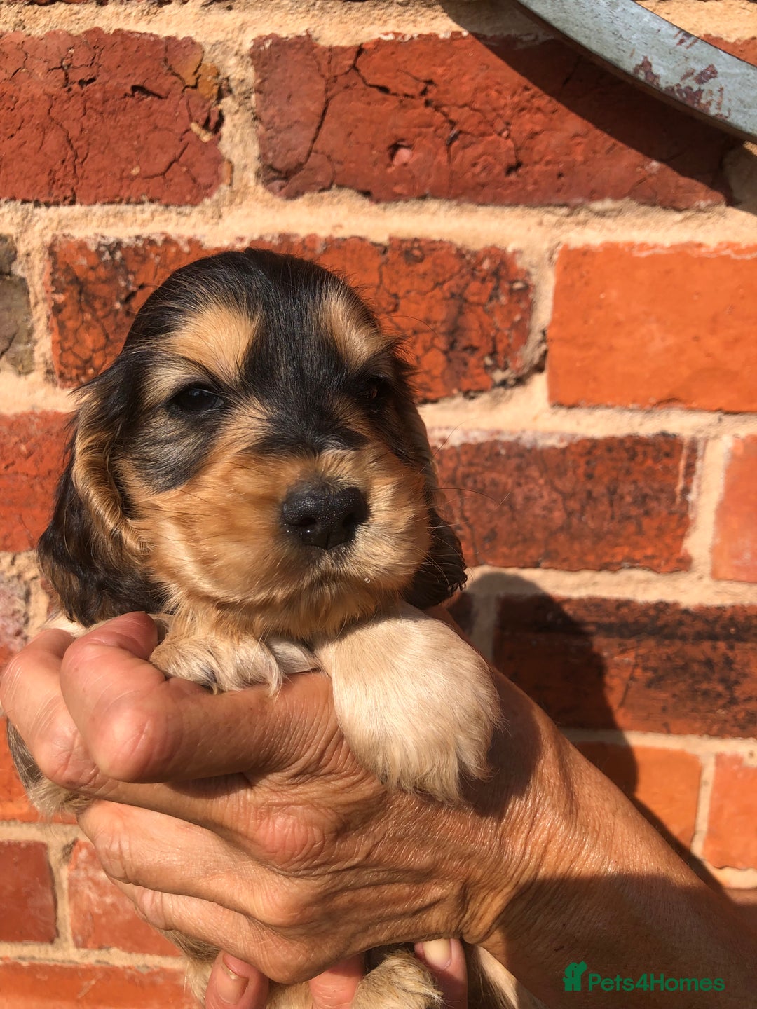 Cocker Spaniel dogs for sale: Pure beautiful show cocker spaniel puppies  - Image 23