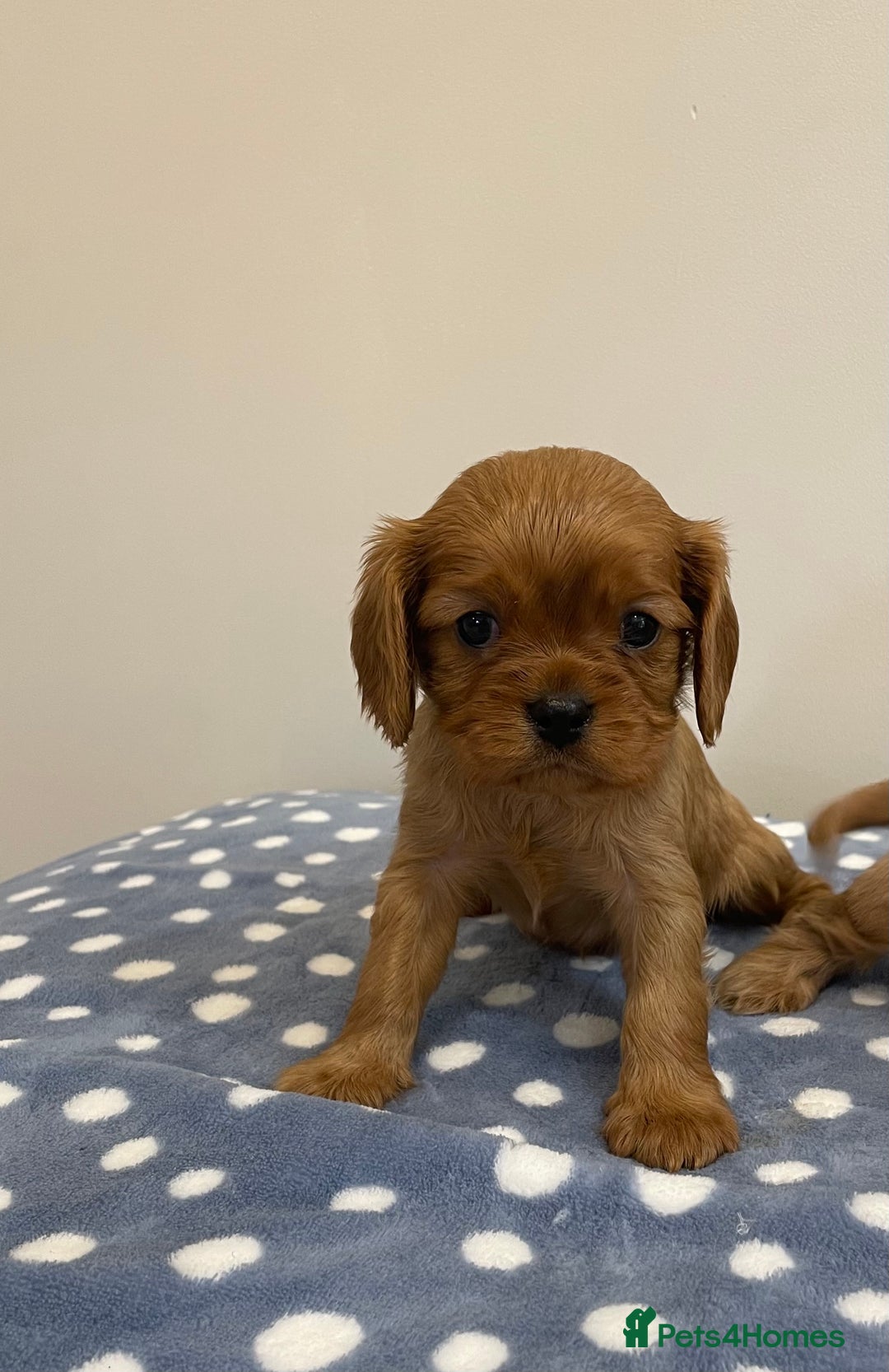 Cavalier King Charles Spaniel dogs for sale: Cavalier King Charles  - Image 31