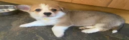 Welsh Corgi Pembroke dogs for sale: Gorgeous RKC reg corgi's DNA health tested parents - Advert 5