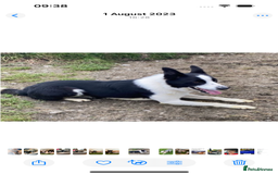 Border Collie dogs for sale: 7 Blue / white merle border collie puppies. - Image 5