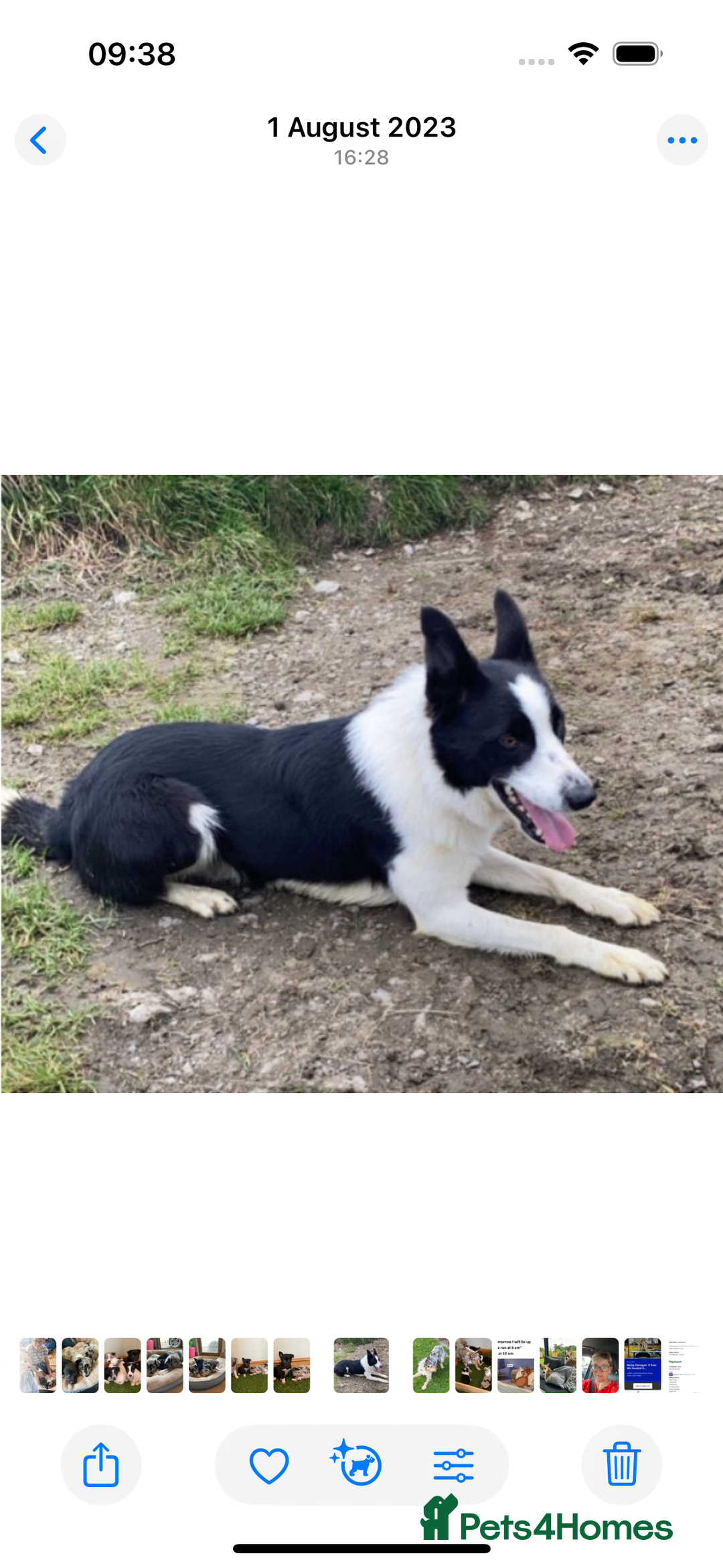 Border Collie dogs for sale: 7 Blue / white merle border collie puppies. - Image 5