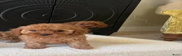 Cavapoo dogs for sale: DNA tested Dark red F1 cavapoo pups  - Advert 16