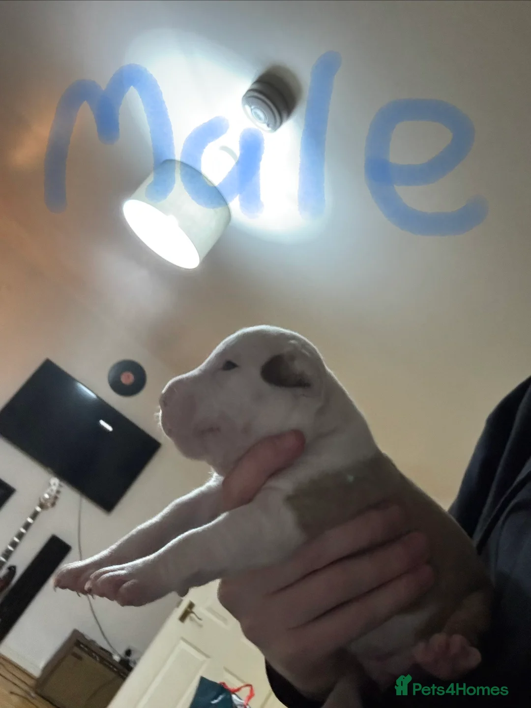 Staffordshire Bull Terrier dogs for sale: Irish Staffy Puppies for sale  - Advert 4