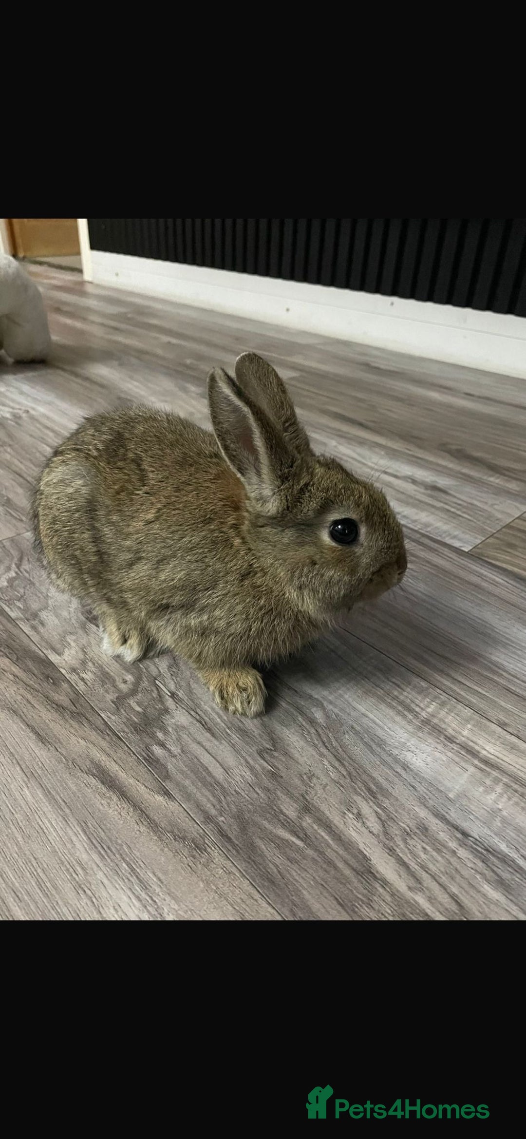 Mixed Breed rabbits for sale: Mixed breed little bunny - Advert 5