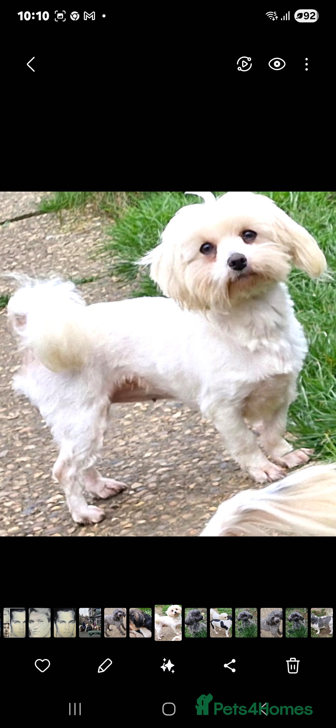 Maltese dogs for sale: Maltese Girl for Rehoming - Advert 3