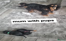 Cocker Spaniel dogs for sale: Show type x working cocker spaniel pups  - Image 9