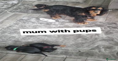 Cocker Spaniel dogs - Advert 2