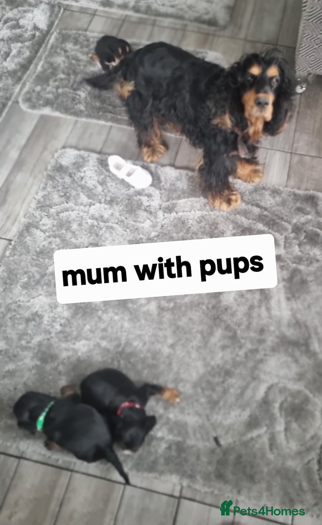 Cocker Spaniel dogs for sale: Show type x working cocker spaniel pups  - Image 9