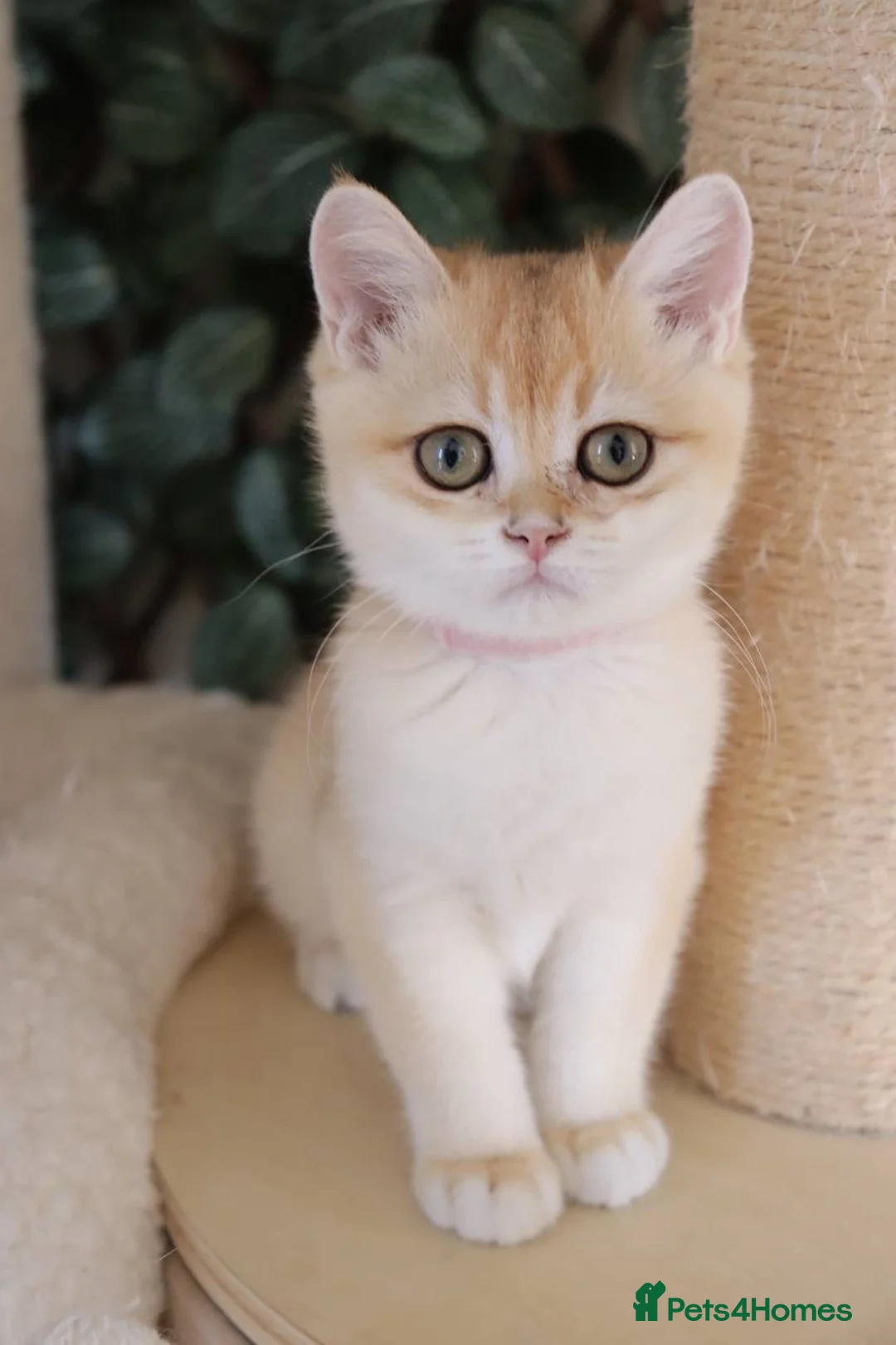 British Shorthair cats for sale: Ready Champion lines BSH kittens  - Advert 1