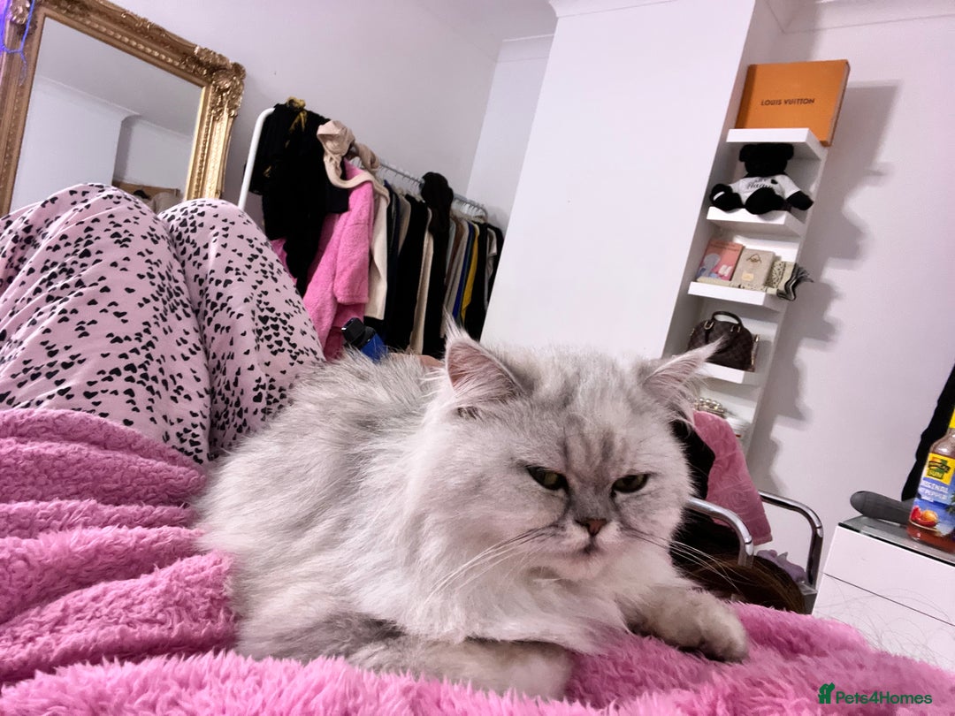 Persian cats for sale: Silver tipped white Persian female 3 years old - Advert 2