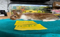 English rabbits for sale: Rabbits for sale , various sexes avaliable  - Image 14
