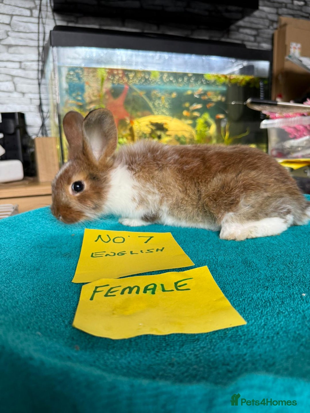 English rabbits for sale: Rabbits for sale , various sexes avaliable  - Image 14
