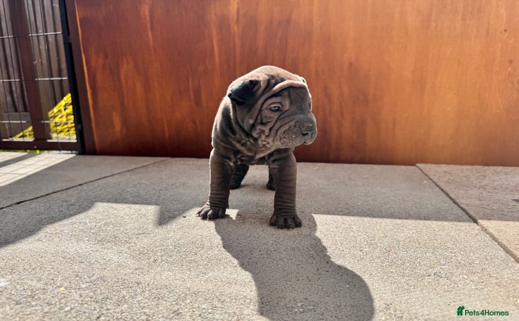 Shar Pei dogs - Advert 1