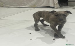 Whippet dogs for sale: 9 weeksold blue whippets ready to leave  - Image 9