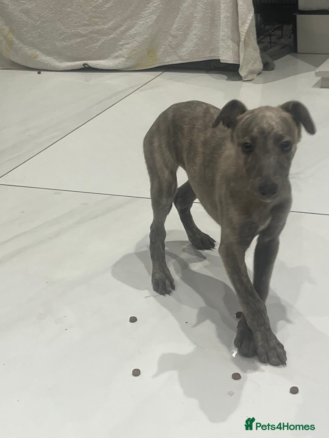 Whippet dogs for sale: 9 weeksold blue whippets ready to leave  - Image 9