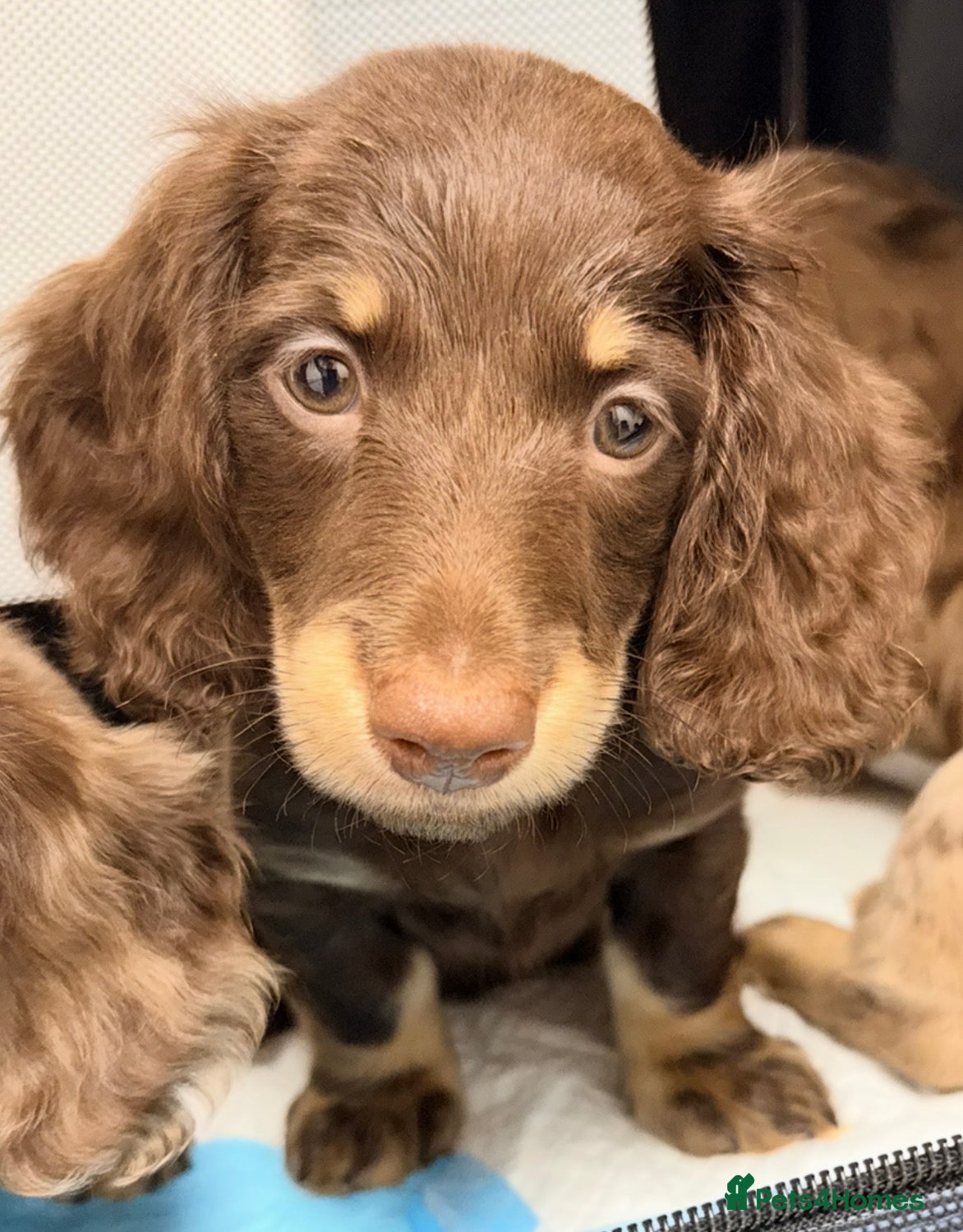 Miniature Dachshund dogs Beautiful long hair miniature dachshund pups - Advert 4