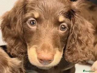 Miniature Dachshund dogs Beautiful long hair miniature dachshund pups - Advert 4