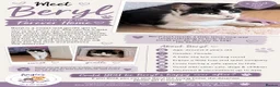 Mixed Breed cats for adoption: Rescue cat  - Advert 2