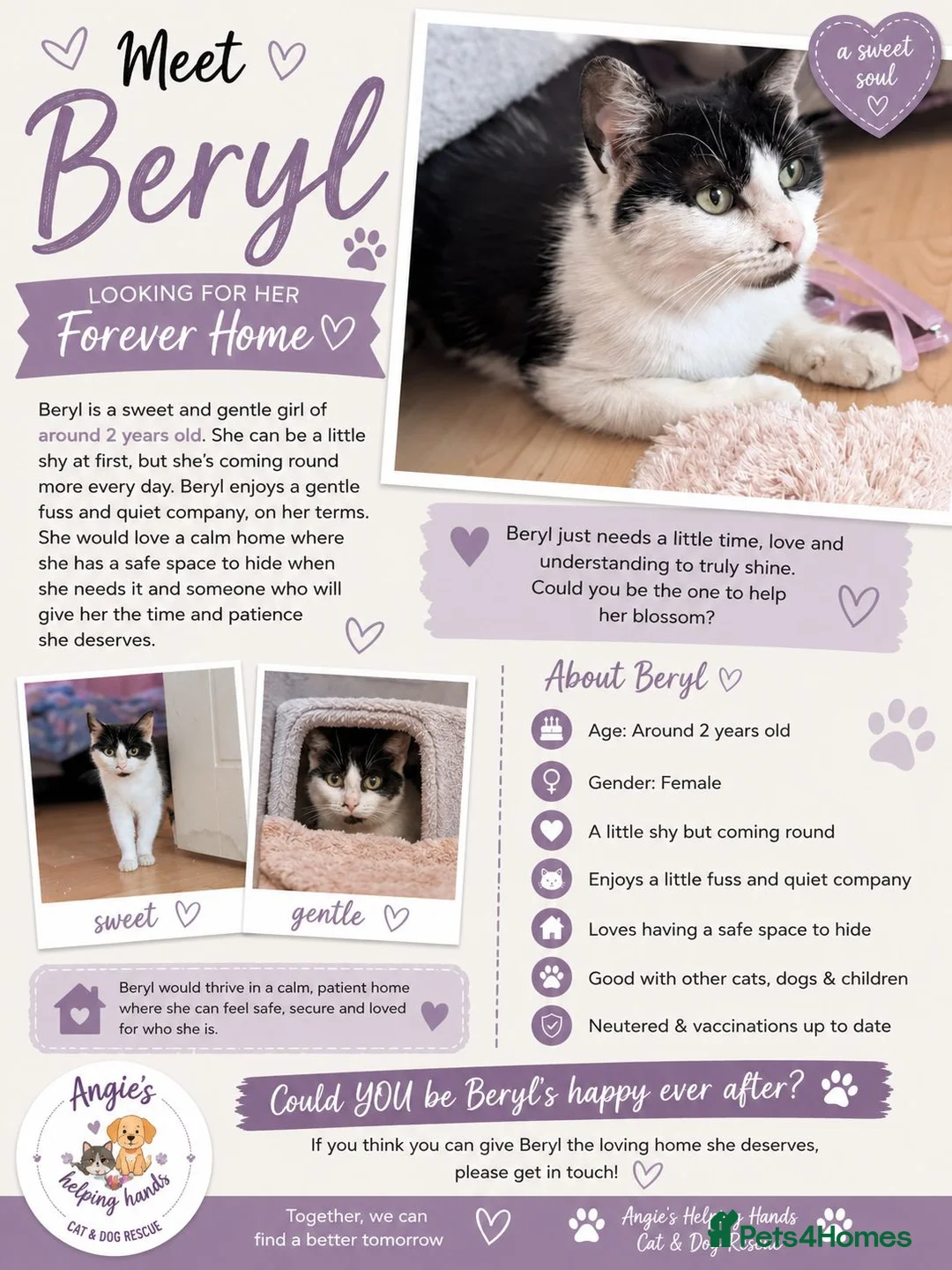 Mixed Breed cats for adoption: Rescue cat  - Advert 2