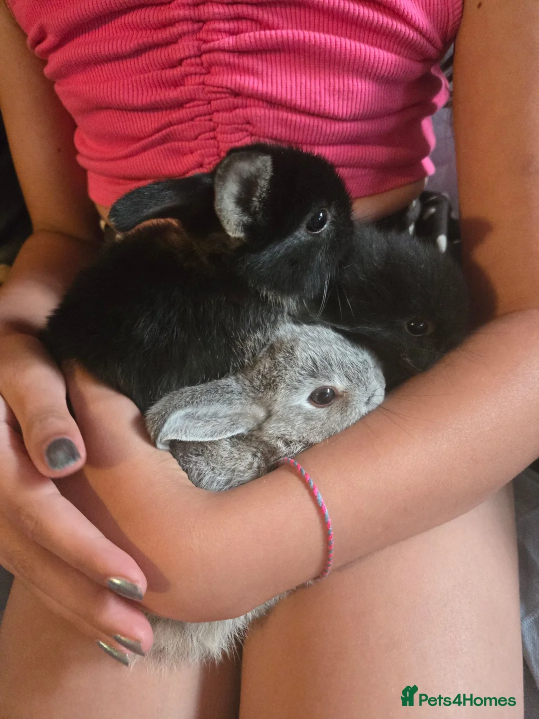 Mixed Breed rabbits for sale: 2 Netherland dwarf x mini lion lop babies (boys). - Advert 5