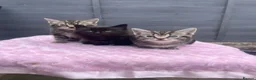 Mixed Breed cats for sale: 2 females 1 male kittens ready now  - Advert 1